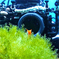 �E�~�E�V�̐��ԊwNudibranch Ecology