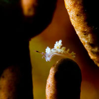 �E�~�E�V�̐��ԊwNudibranch Ecology