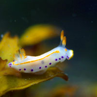 �E�~�E�V�̐��ԊwNudibranch Ecology