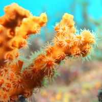 Computer Diving Course